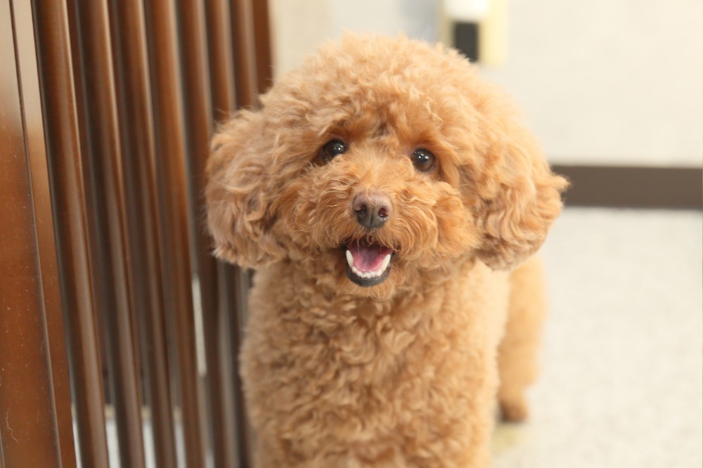 1.普段のライフサイクルに近い状態でお預かり